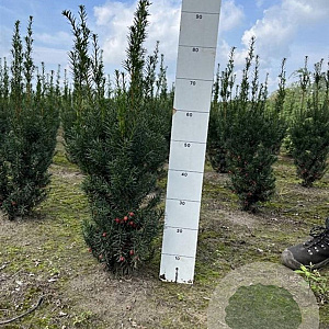 Taxus media 'Hicksii' 60-80 cm met kluit