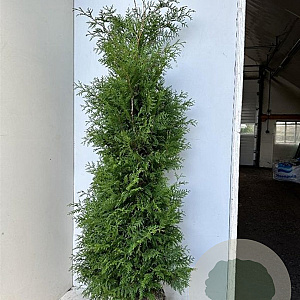 Thuja occ. 'Brabant' 150-175 cm met kluit