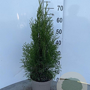 Thuja occ. 'Smaragd' 50-60 cm 3,0L