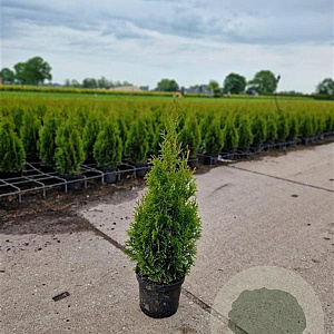 Thuja occ. 'Smaragd' 50-60 cm 3,0L