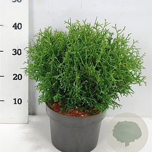 Thuja occ. 'Tiny Tim' 30-40 cm 5,0L