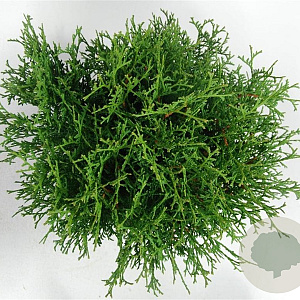 Thuja occ. 'Tiny Tim' 30-40 cm 5,0L