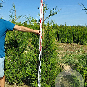 Thuja pl. 'Atrovirens' 200-225 cm met kluit