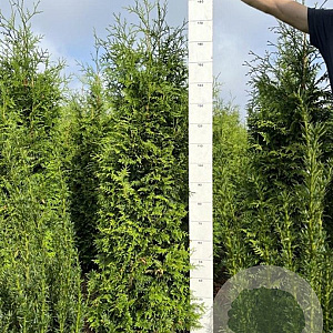 Thuja pl. 'Gelderland' 160-180 cm met kluit