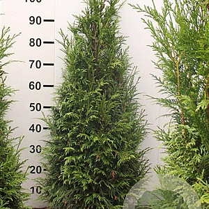 Thuja pl. 'Martin' 100-120 cm met kluit