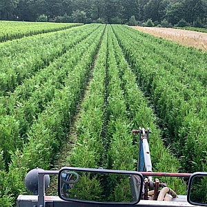 Thuja pl. 'Martin' 100-120 cm met kluit