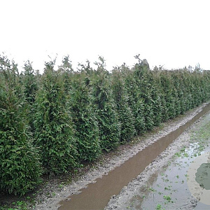 Thuja pl. 'Martin' 200-225 cm met kluit