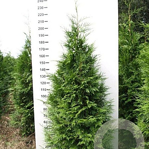 Thuja pl. 'Martin' 200-225 cm met kluit