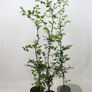 Fagus sylvatica 125-150 cm 5,0L