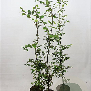 Fagus sylvatica 125-150 cm 5,0L