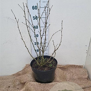 Hibiscus syr. Pink Chiffon 60-80 cm 10L