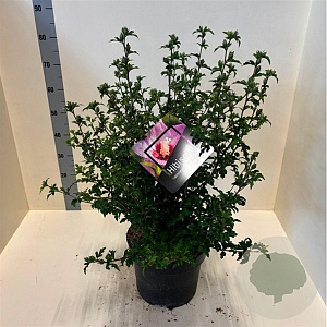 Hibiscus syr. Pink Chiffon 60-80 cm 10L