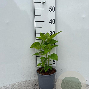 Hydrangea a. 'Annabelle' 20-30 cm 2,0L