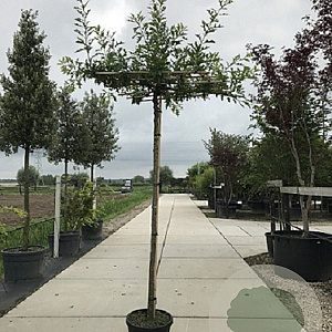 Quercus palustris 12-14 HO cont. 55L dakvorm 120 240 cm stam