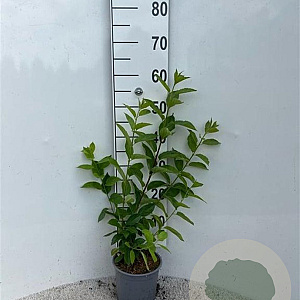 Rhamnus cathartica 40-60 cm 2,0L