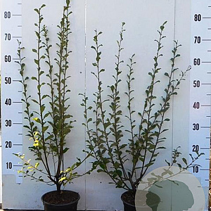 Salix aurita 60-80 cm 2,0L