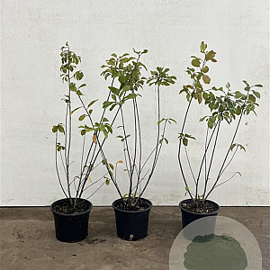 Salix caprea 40-60 cm 2,0L