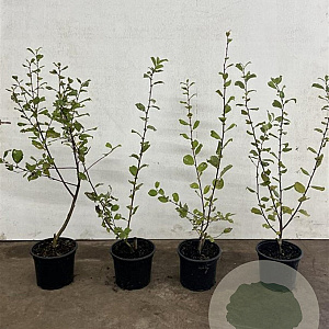 Salix caprea 40-60 cm 2,0L