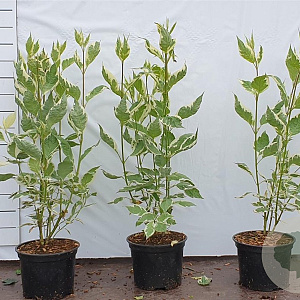 Cornus alba 'Elegantissima' 60-80 cm 2,0L