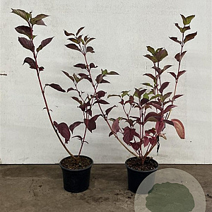 Cornus alba 'Sibirica' 40-60 cm 2,0L