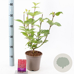 Cornus alba 'Sibirica' 40-60 cm 2,0L