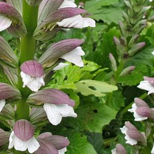 Acanthus mollis GM P9
