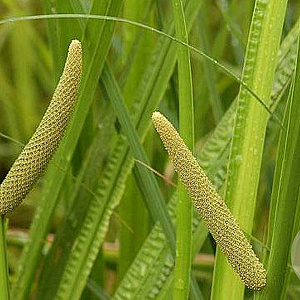 Acorus calamus GM M23