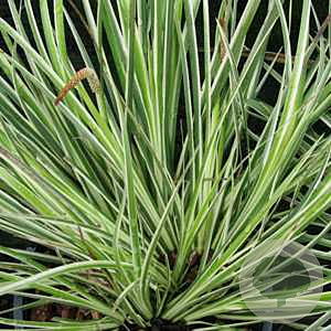 Acorus gramineus 'Argenteostriatus' GM P9