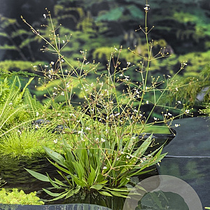 Alisma lanceolatum GM M23