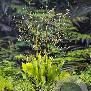 Alisma plantago-aquatica GM P9