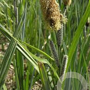 Carex riparia GM P9