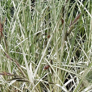 Carex riparia 'Variegata' GM M23