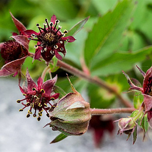 Potentilla palustris GM M23