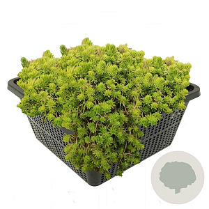 Crassula recurva GM M19