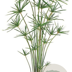 Cyperus alternifolius GM P9