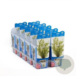 Elodea canadensis GM M19