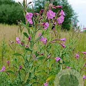 Epilobium hirsutum GM P9