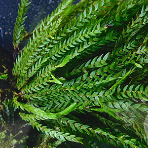 Fontinalis antipyretica 80-100 cm plantdiepte  M19