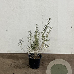 Hippophae rhamnoides 40-60 cm 2,0L