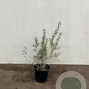 Hippophae rhamnoides 40-60 cm 2,0L