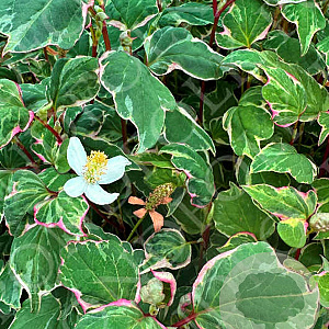 Houttuynia cordata BooBoo GM P9