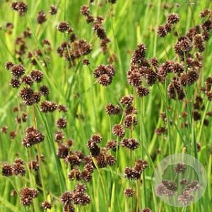 Juncus ensifolius GM P9