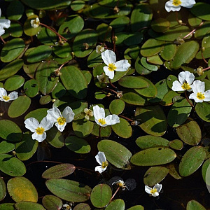 Luronium natans GM M19