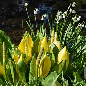 Lysichiton americanus GM P9