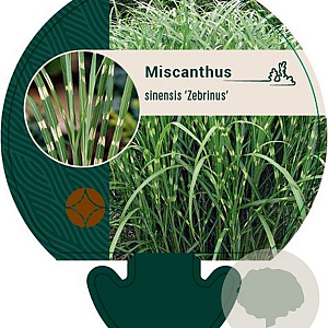 Miscanthus sin. 'Zebrinus' GM P9