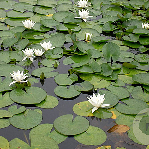 Nymphaea GM  P11