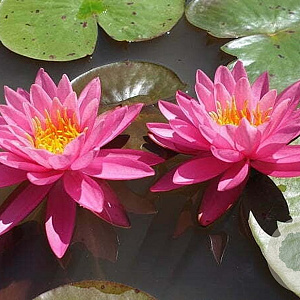 Nymphaea 'Celebration' 100 cm plantdiepte M23