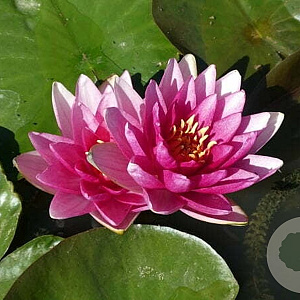Nymphaea 'Charles de Meurville' GM M19
