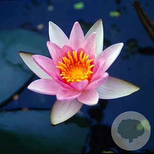Nymphaea 'Laydekeri Lilacea' P11