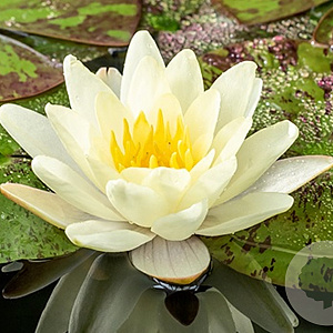 Nymphaea 'Marliacea Chromatella' 100 cm plantdiepte M23
